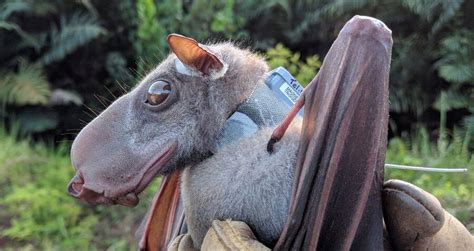 Megabat .
